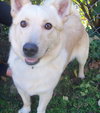 Toby