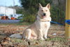 Toby