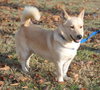 Toby