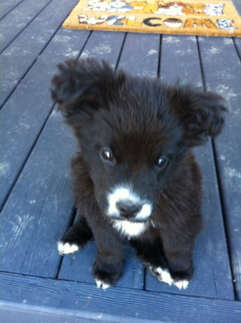 Joey
