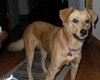 Lexie