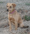 Lexie