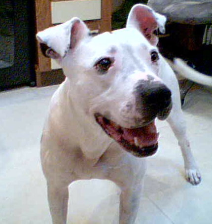 Ali