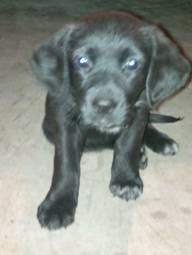 Maisy