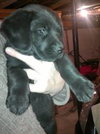 Toby