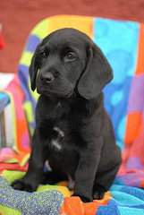 Toby