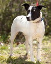 Pepper Anne