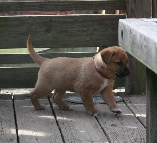 Ginger Snap