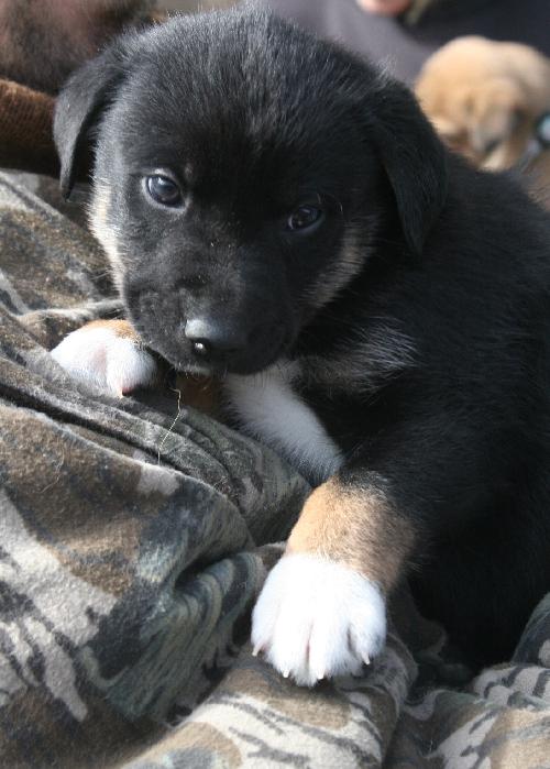 Oreo