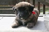 Snicker Doodle