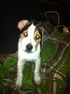 Rockie