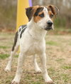 Rockie