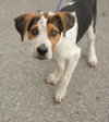 Rockie