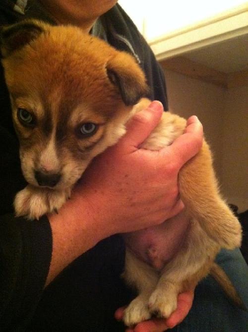 Scout