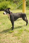 Greyson