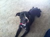 Greyson
