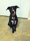 Greyson