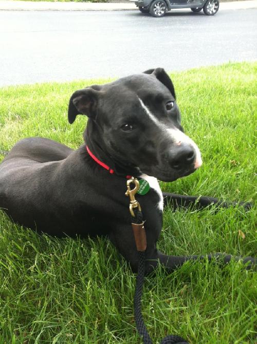 Greyson