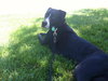 Greyson