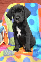 Tucker