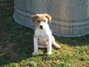 Sawyer