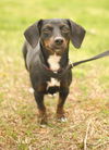 Addie