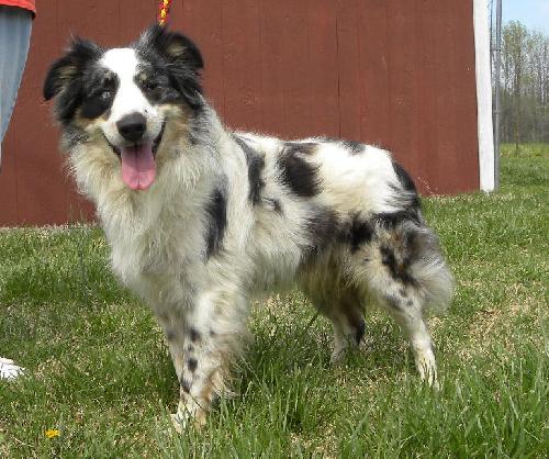 Mokie