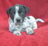 rosco