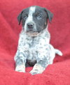 rosco