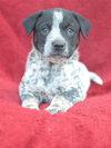 rosco