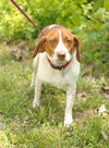 Harper