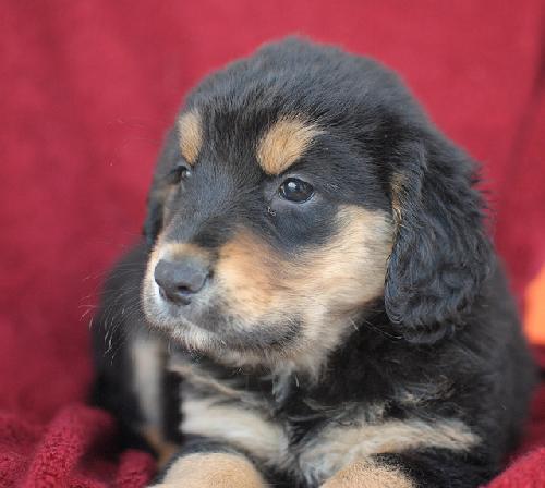 Dodger