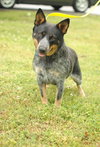 Trixie Ann