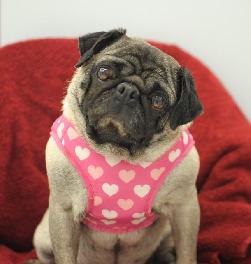 Molly Polly Pug