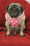 Molly Polly Pug