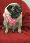 Molly Polly Pug