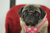 Molly Polly Pug