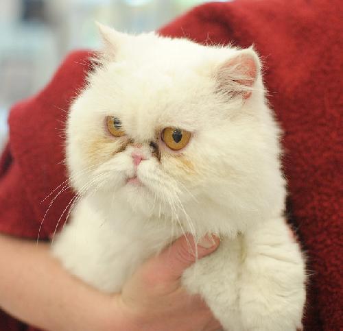 Marshmallow