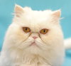 Marshmallow