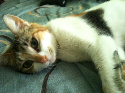 Callie