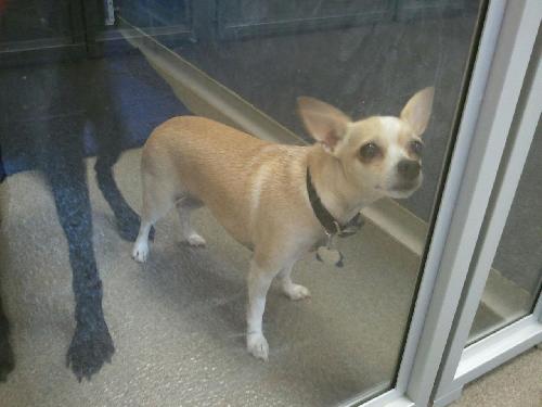 Peaches Chi
