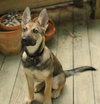 Cheyenne