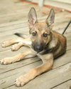 Cheyenne
