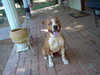 Sammy