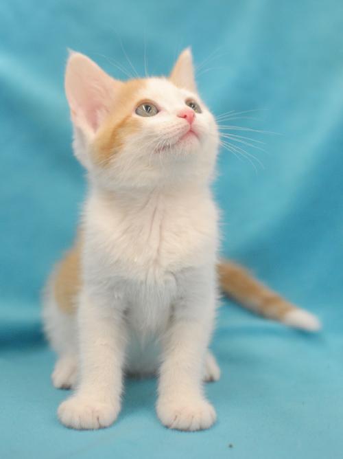 Peanut