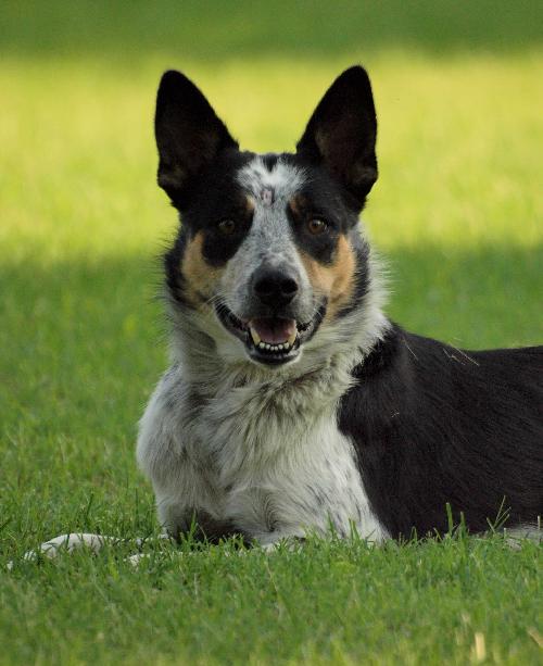 Jack