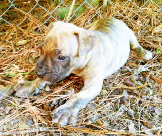 Lefty
