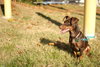 Heidi