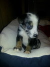 Martina