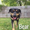 Bear